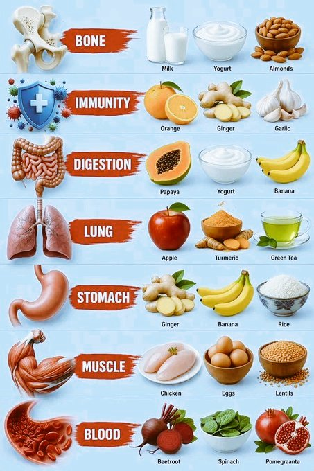 HealthNutri_HQ's tweet photo. Food for your Organs... https://t.co/0zfiIZ3IoJ