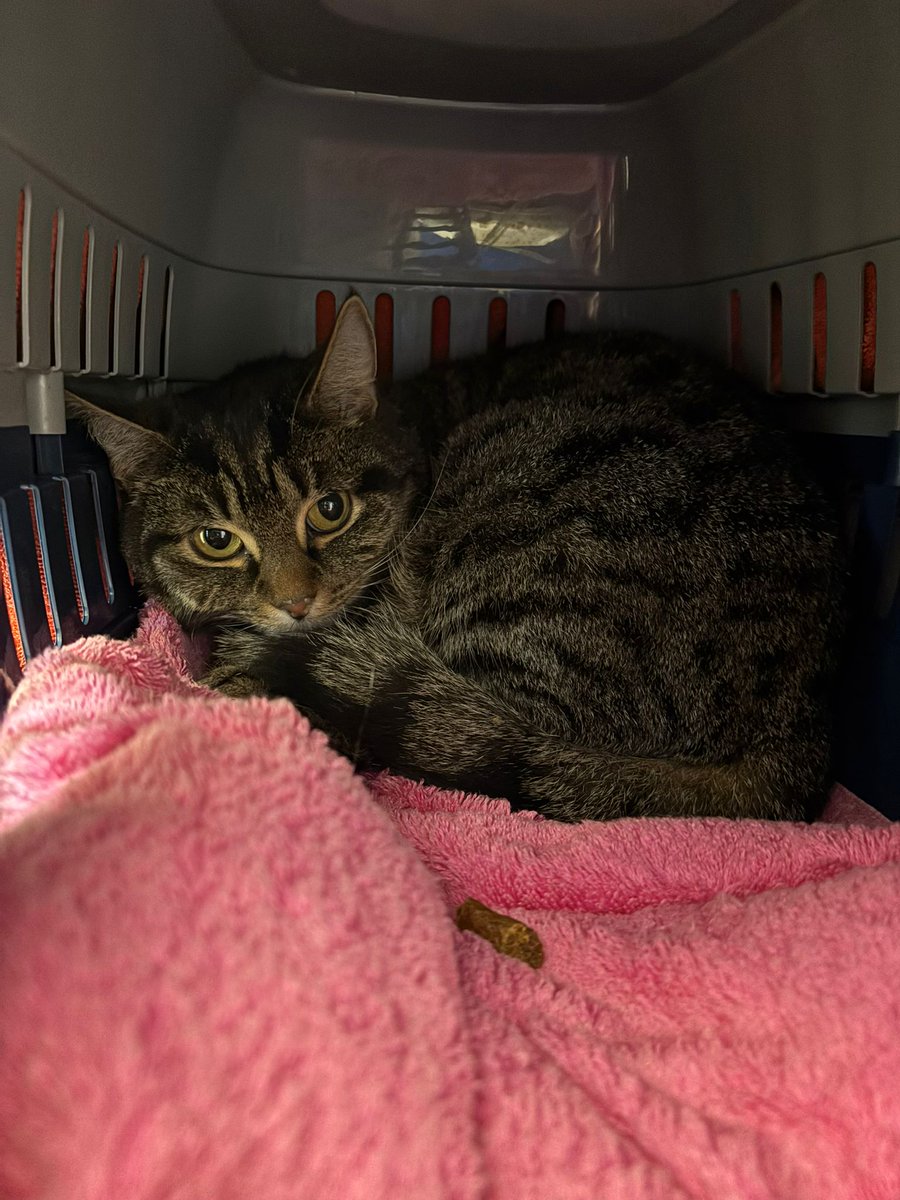 The_Blue_Cross's tweet image. Merrin’s progress has been incredible thanks to our patient team!

Now she just needs someone to take a chance on her. After a hectic past, she’s looking for a calm, quiet home to feel safe.

Give her time, and the bond will be so worth it! 👉 bit.ly/3QzMk1S #Caturday