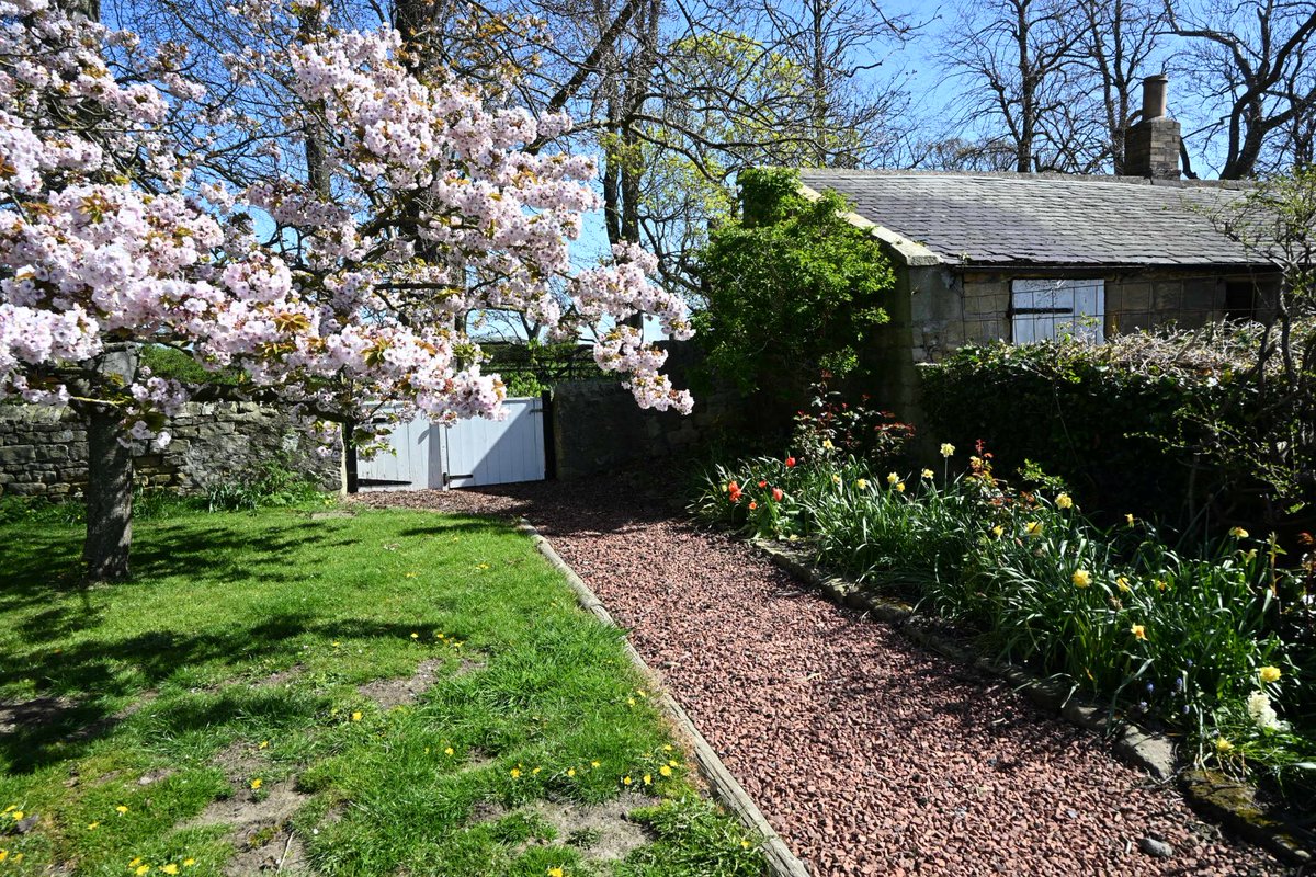 villagefarmhols's tweet image. Blossom on the tree at Townfoot Farm is in full bloom 🌸
Looking its best at this time of year.

#gardening #blossom #northumberland #alnwick #visitnorthumberland