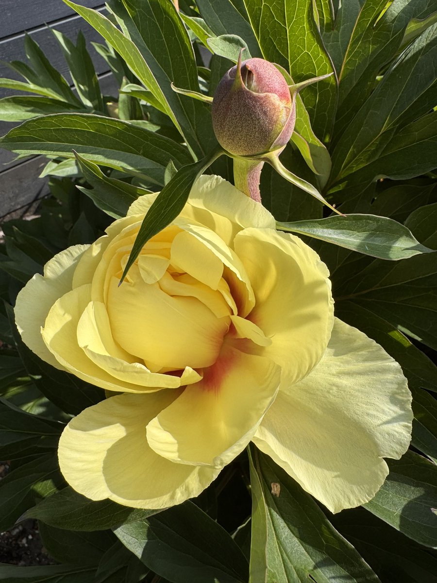 HelenYouings's tweet photo. First peony of the season is bursting forth - and there are lots of buds on all 5 bushes !!
#peonyseason #springsummer https://t.co/VfzF4SRROA