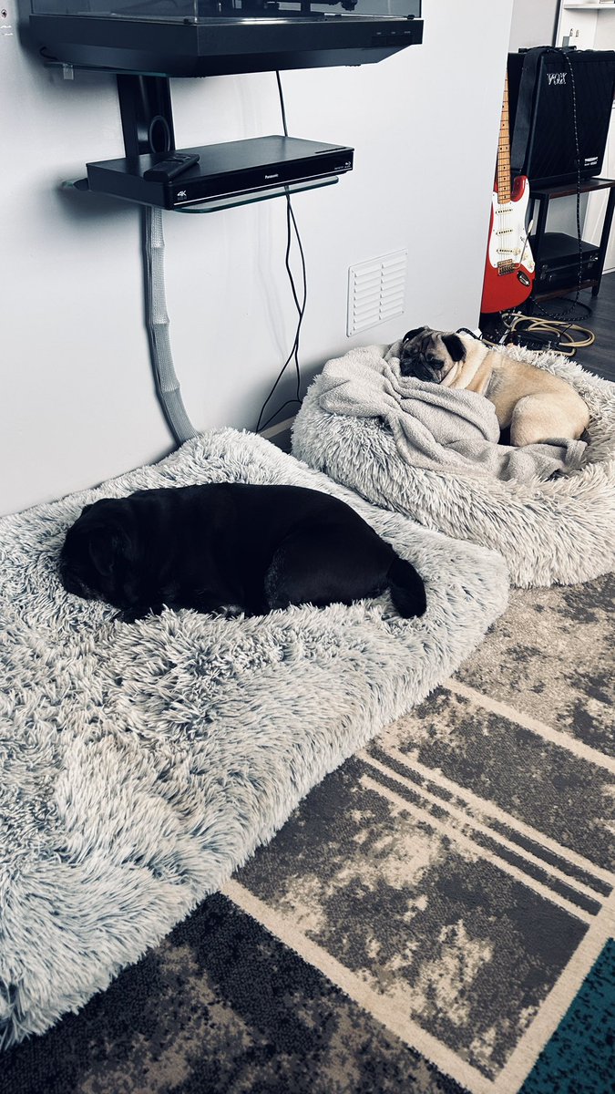 PugBrigadier's tweet image. Do t k ow quite how we’ve done this but look both dogs on their own beds must be my day #pugs #puglife #brigsyboy #Erniepug #pugsofX #dogsofX