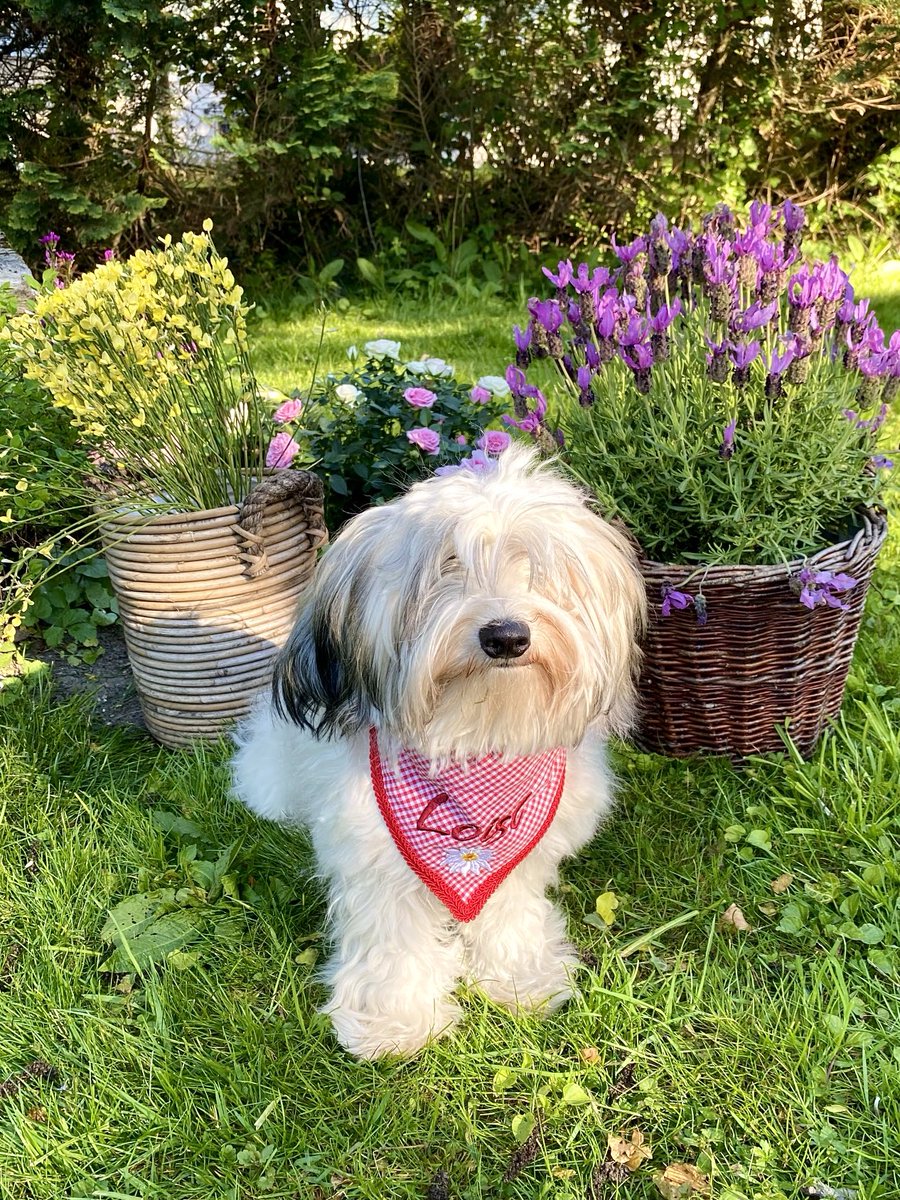 HanneloreKogler's tweet image. Have a nice weekend!   #austria #garden #may #twitterrudel