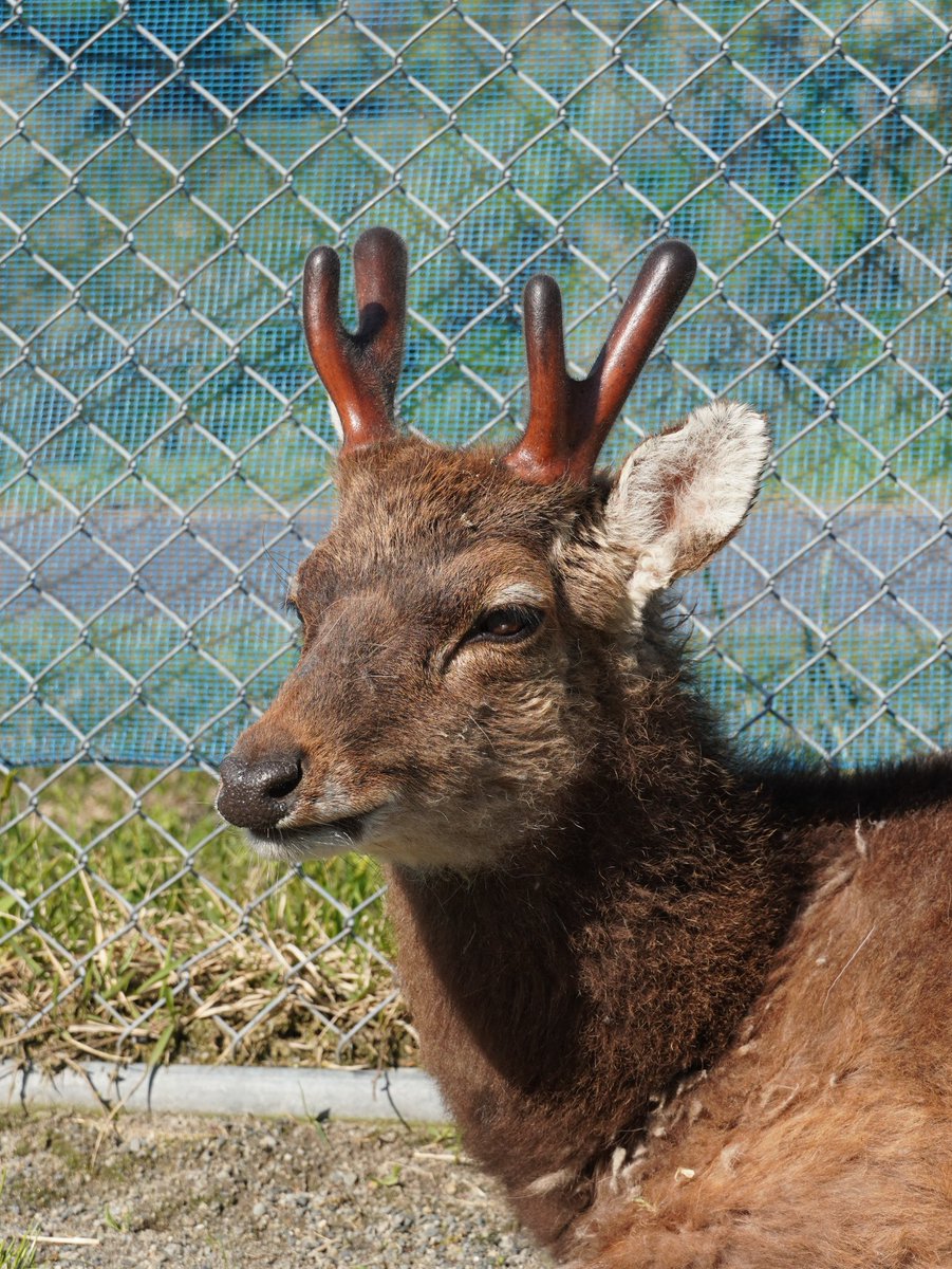 樽ケ橋遊園 tweet media