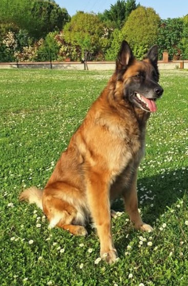 Missing Animaux 81 tweet media