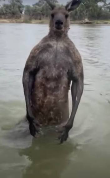 Kangaroo tweet media