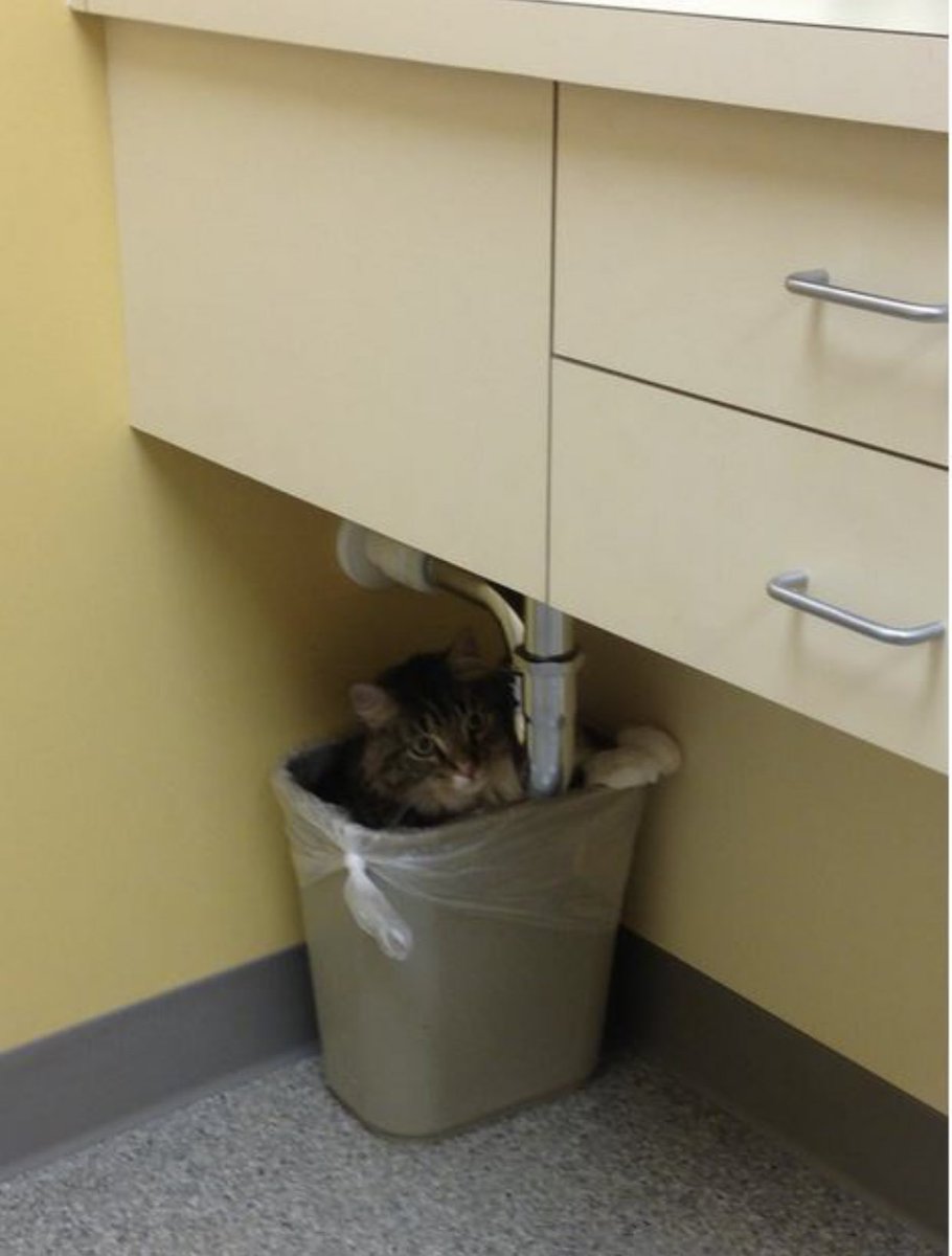Cat is life ~猫は人生~ tweet media
