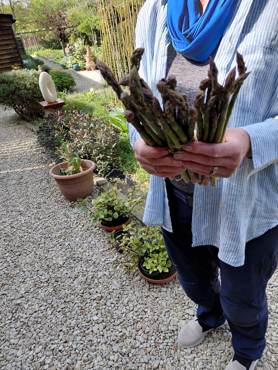 yutrees's tweet image. Hands of Grass doing well this spring! #gardening @GWmag