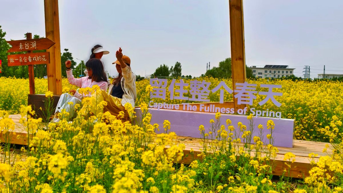 BeijingEvening's tweet image. 打卡通州假日胜景：鲜花烂漫，铺展成诗
A sprawling 225-mu field of rapeseed #flowers is in full bloom beside the Beijing Art Center in Tongzhou District. #beijing #UrbanChina