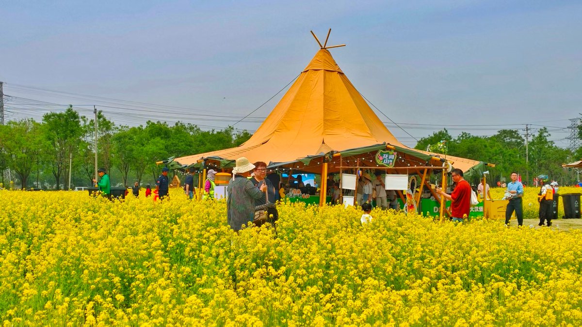 BeijingEvening's tweet image. 打卡通州假日胜景：鲜花烂漫，铺展成诗
A sprawling 225-mu field of rapeseed #flowers is in full bloom beside the Beijing Art Center in Tongzhou District. #beijing #UrbanChina