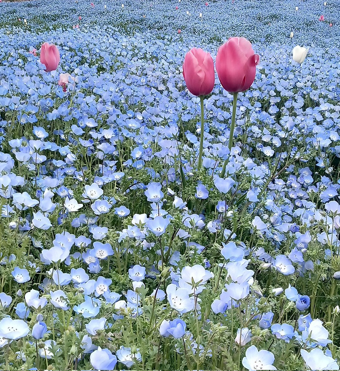 さとと tweet media