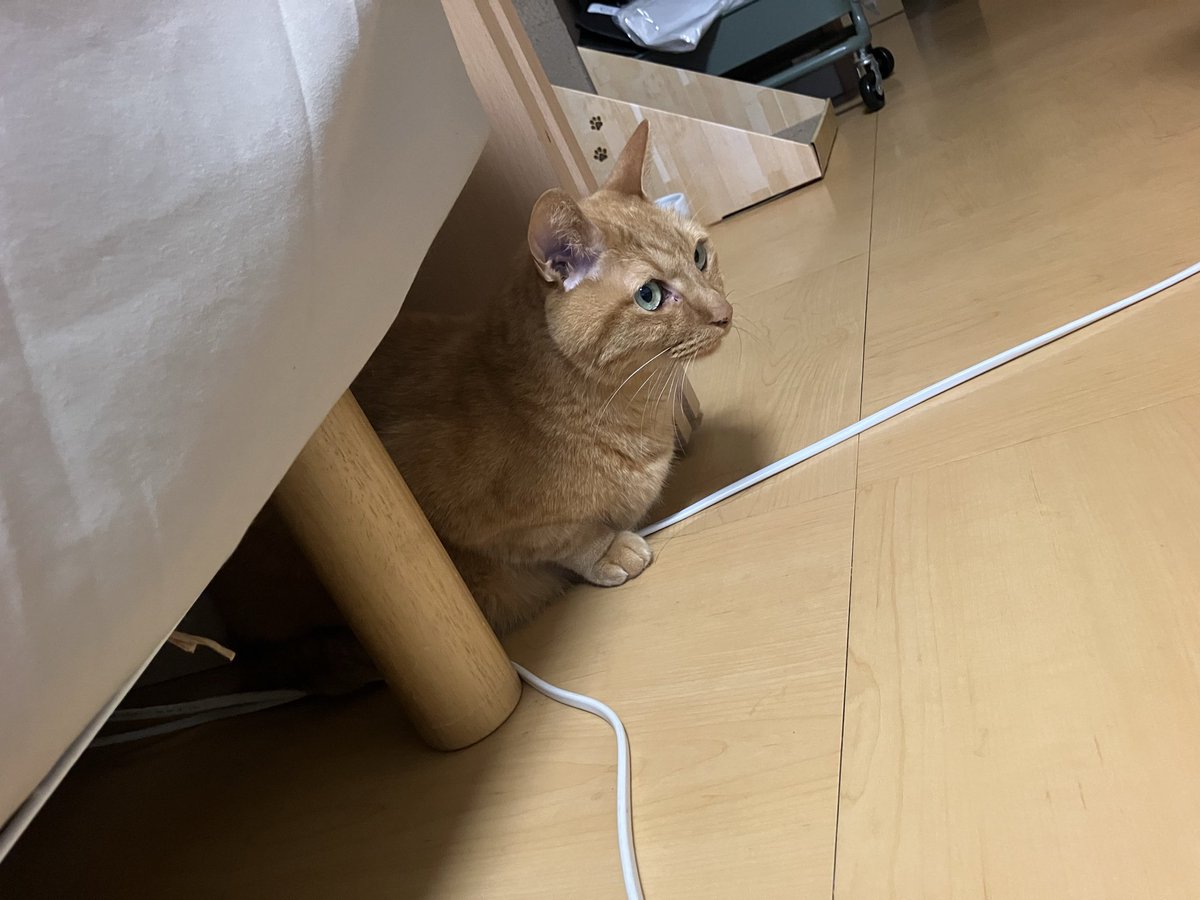 わたしが家を揺らしたと思っているお猫