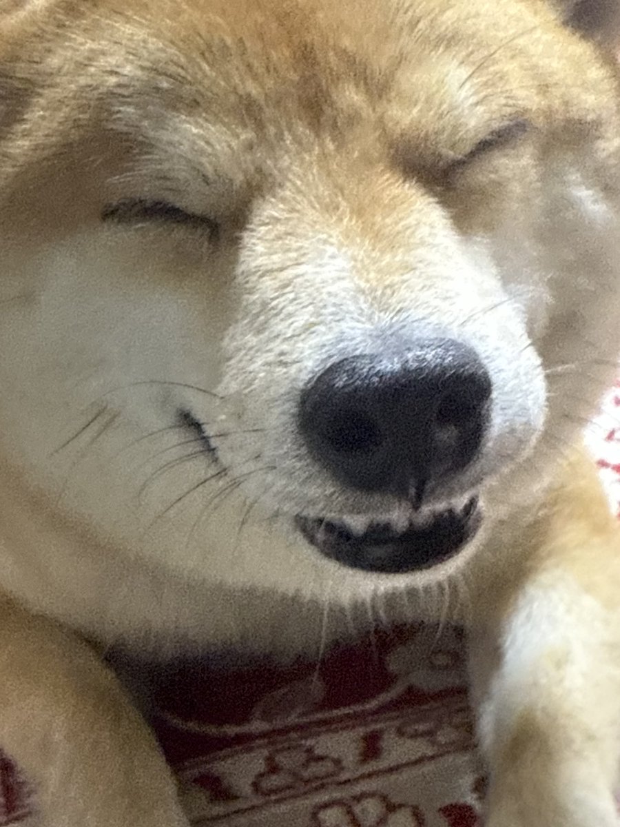 お柴のゴン tweet media