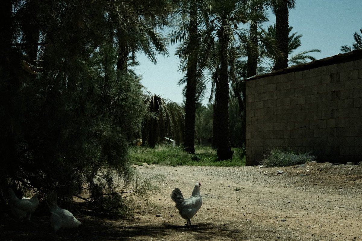 عنيزة في فيلم tweet media