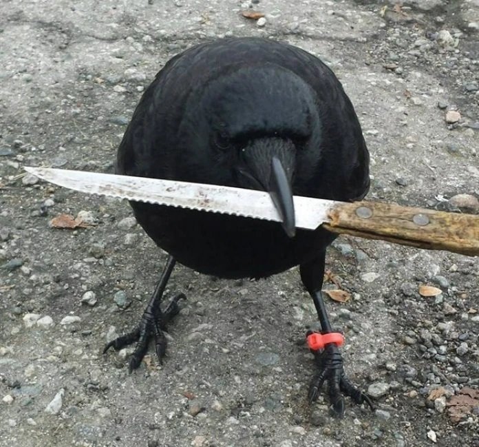 Crows tweet media