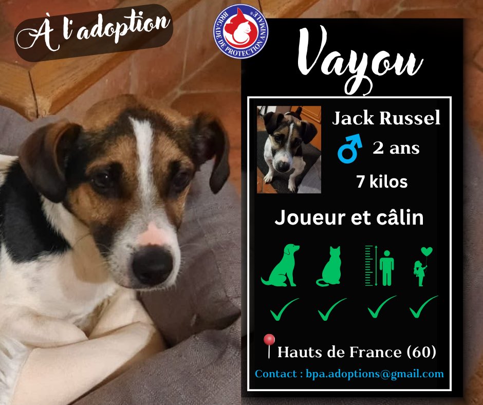 Brigade_BPA's tweet photo. Vayou, 7 kilos d’amour, prêt pour une nouvelle vie 🥹

Vayou est un petit phénomène à lui tout seul : énergique, câlin, à l’écoute, patient, très sociable congénères et chats, amoureux de ses humains et de la vie ! 🥰

Il apprécie la compagnie de tous et ne se plaint jamais d’une attention 😌

⚠️ Vayou suit un traitement épileptique, mais depuis son arrivée en famille d’accueil, aucun symptôme. Hormis une démarche « chaloupée » qui le fatigue un peu lors des promenades, Vayou est un conquérant qui croque la vie ! 

Son petit gabarit lui permet de suivre sa famille partout et ce n’est vraiment pas pour lui déplaire ❤️

📍Actuellement en Hauts de France (60)

Si vous êtes à la recherche d’un fidèle compagnon, remplissez le formulaire 👉 https://t.co/nhyKBYGJkc

Vayou vous attend avec impatience ! 🤗 🐶❣️

*********

Si vous souhaitez nous aider, devenir famille d’accueil, enquêteur BPA, ou bénévoles 👉 https://t.co/X6AmZdIo2C

#jesuisbpa #BPA #chien #chiens #Jack #jackrussel #adoption #adoptdontshop #brigadedeprotectionanimale #protectionanimale #protectionanimal #maltraitance #MaltraitanceAnimale
#famille #bonheur #tendresse
