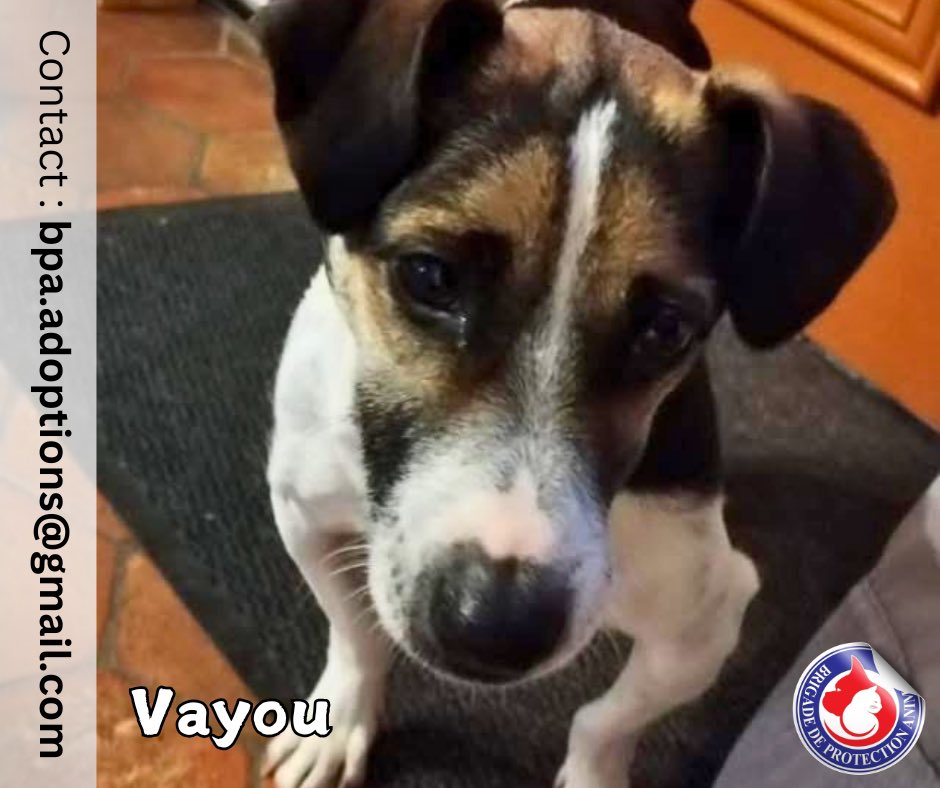 Brigade_BPA's tweet photo. Vayou, 7 kilos d’amour, prêt pour une nouvelle vie 🥹

Vayou est un petit phénomène à lui tout seul : énergique, câlin, à l’écoute, patient, très sociable congénères et chats, amoureux de ses humains et de la vie ! 🥰

Il apprécie la compagnie de tous et ne se plaint jamais d’une attention 😌

⚠️ Vayou suit un traitement épileptique, mais depuis son arrivée en famille d’accueil, aucun symptôme. Hormis une démarche « chaloupée » qui le fatigue un peu lors des promenades, Vayou est un conquérant qui croque la vie ! 

Son petit gabarit lui permet de suivre sa famille partout et ce n’est vraiment pas pour lui déplaire ❤️

📍Actuellement en Hauts de France (60)

Si vous êtes à la recherche d’un fidèle compagnon, remplissez le formulaire 👉 https://t.co/nhyKBYGJkc

Vayou vous attend avec impatience ! 🤗 🐶❣️

*********

Si vous souhaitez nous aider, devenir famille d’accueil, enquêteur BPA, ou bénévoles 👉 https://t.co/X6AmZdIo2C

#jesuisbpa #BPA #chien #chiens #Jack #jackrussel #adoption #adoptdontshop #brigadedeprotectionanimale #protectionanimale #protectionanimal #maltraitance #MaltraitanceAnimale
#famille #bonheur #tendresse