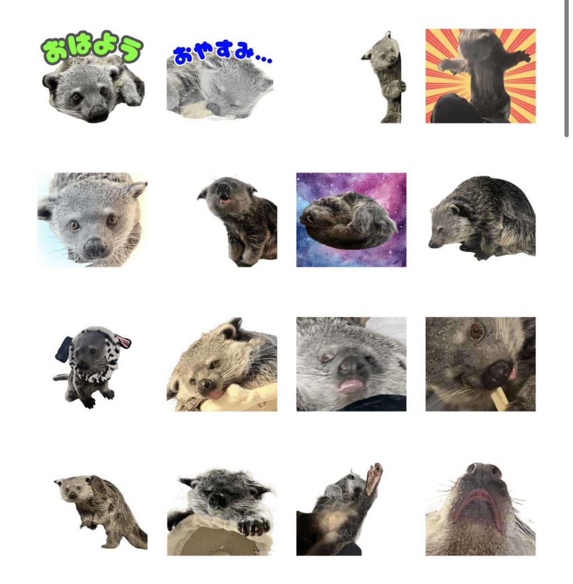 🚨LINEスタンプ登場🚨 アポロの可愛い場面を敷き詰めたLINEスタンプを