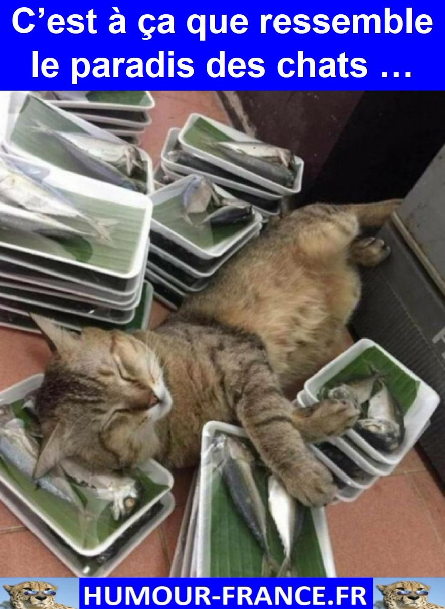 HHumourFrance's tweet image. Humour-France : humour-france.fr

Boutique : boutique-virtuel.com

T-SHIRT HUMOUR : cutt.ly/mMLHWxu

#divertissement #jpp #fourire #fou #comique #rires #frenchhumour #souris #mortderire #ptdr #blague #humour #drole #marrant #blagues #mdr #fourires
