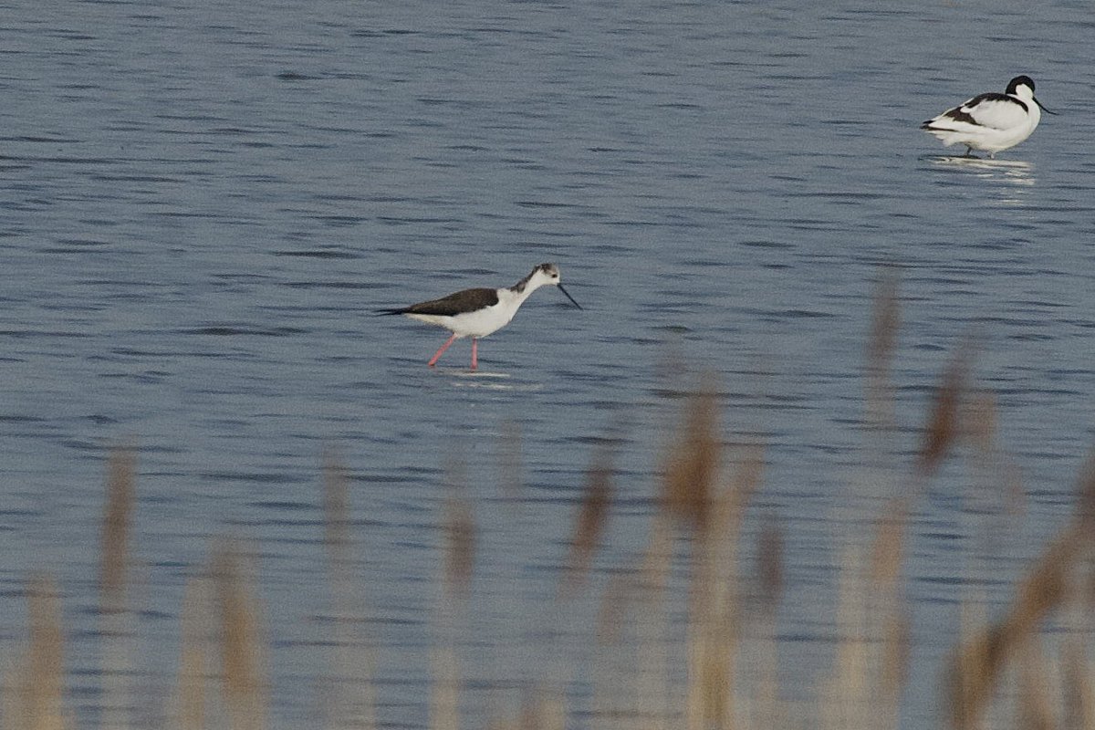 YellowShriker's tweet image. Black winged stilt on the Holland Haven Country Park scrape this morning @BirdingHaven @EssexBirdNews #birdwatching #BirdsSeenIn2026 #BirdsofX