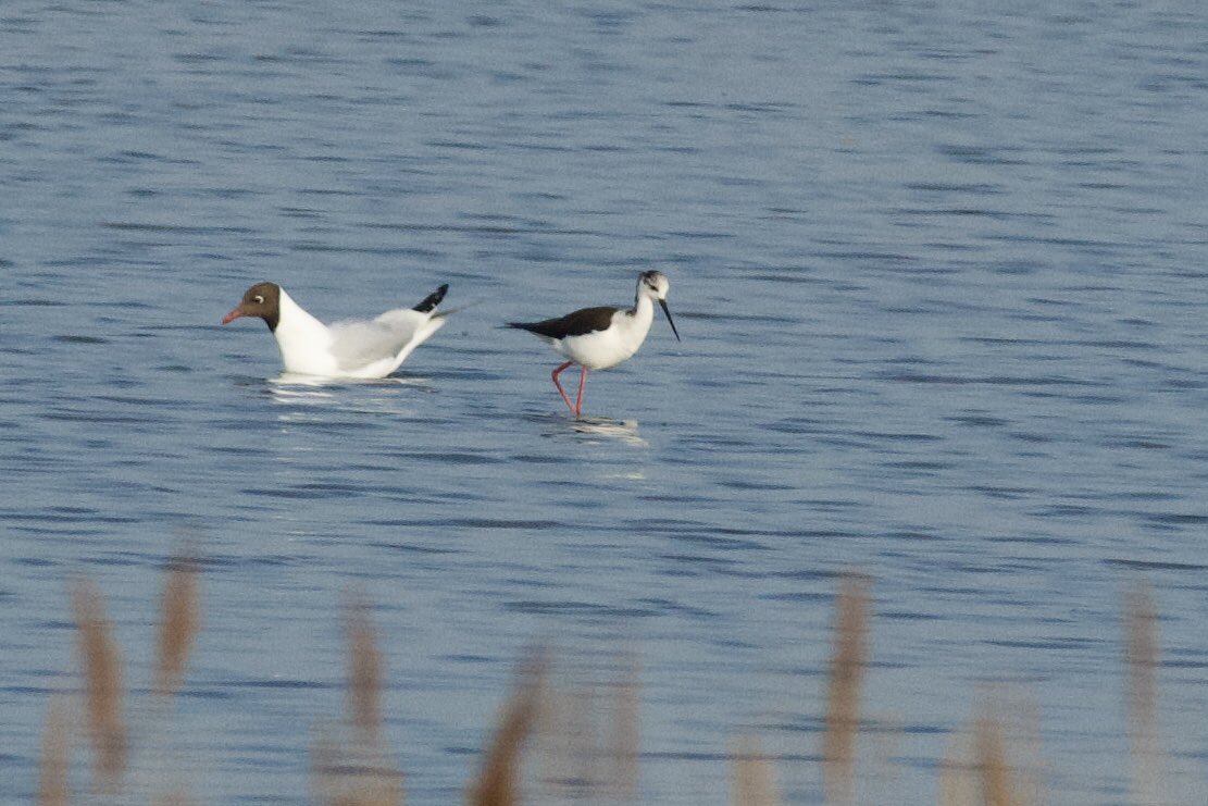 YellowShriker's tweet image. Black winged stilt on the Holland Haven Country Park scrape this morning @BirdingHaven @EssexBirdNews #birdwatching #BirdsSeenIn2026 #BirdsofX