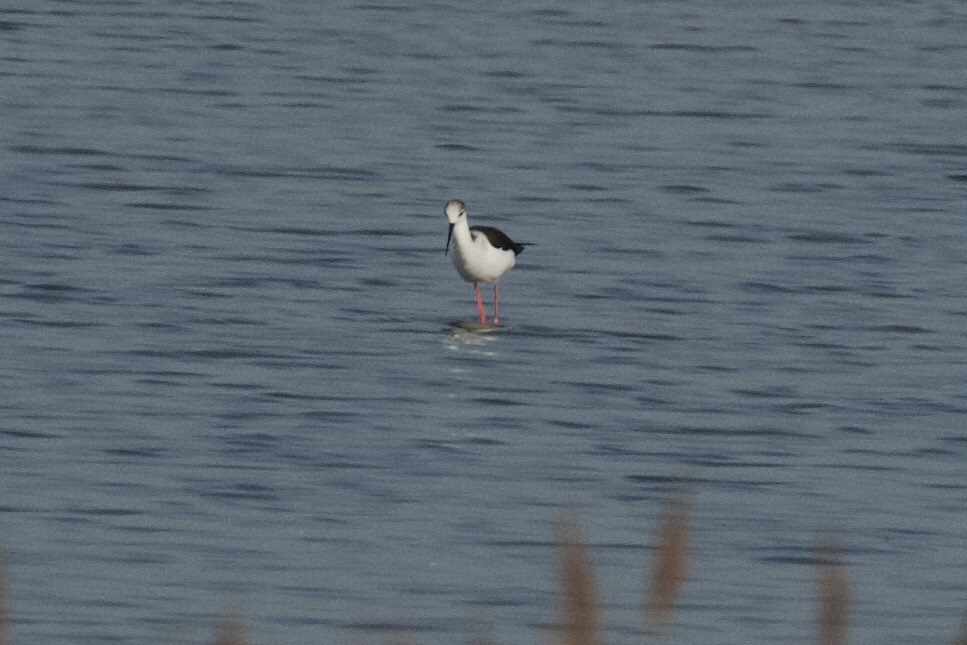 YellowShriker's tweet image. Black winged stilt on the Holland Haven Country Park scrape this morning @BirdingHaven @EssexBirdNews #birdwatching #BirdsSeenIn2026 #BirdsofX