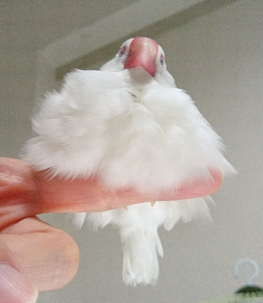 バニラ＆チッチ tweet media
