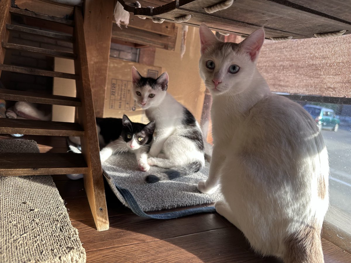 クゥハウス朋猫 tweet media