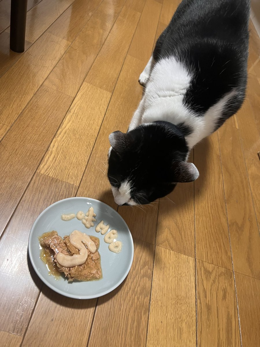 KyoichimiCat's tweet photo. 5歳��めでとう🎂 https://t.co/pHxZwC0RsK