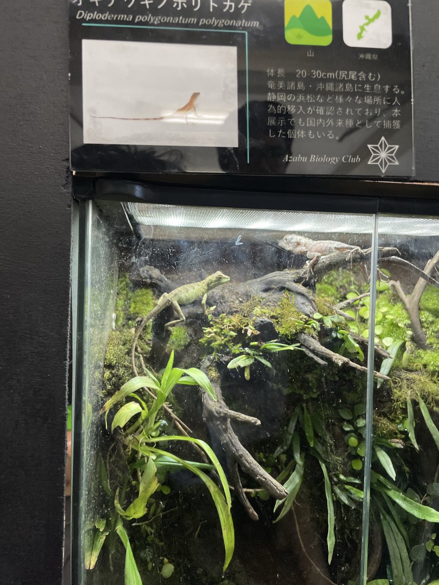 生物部展　エグい