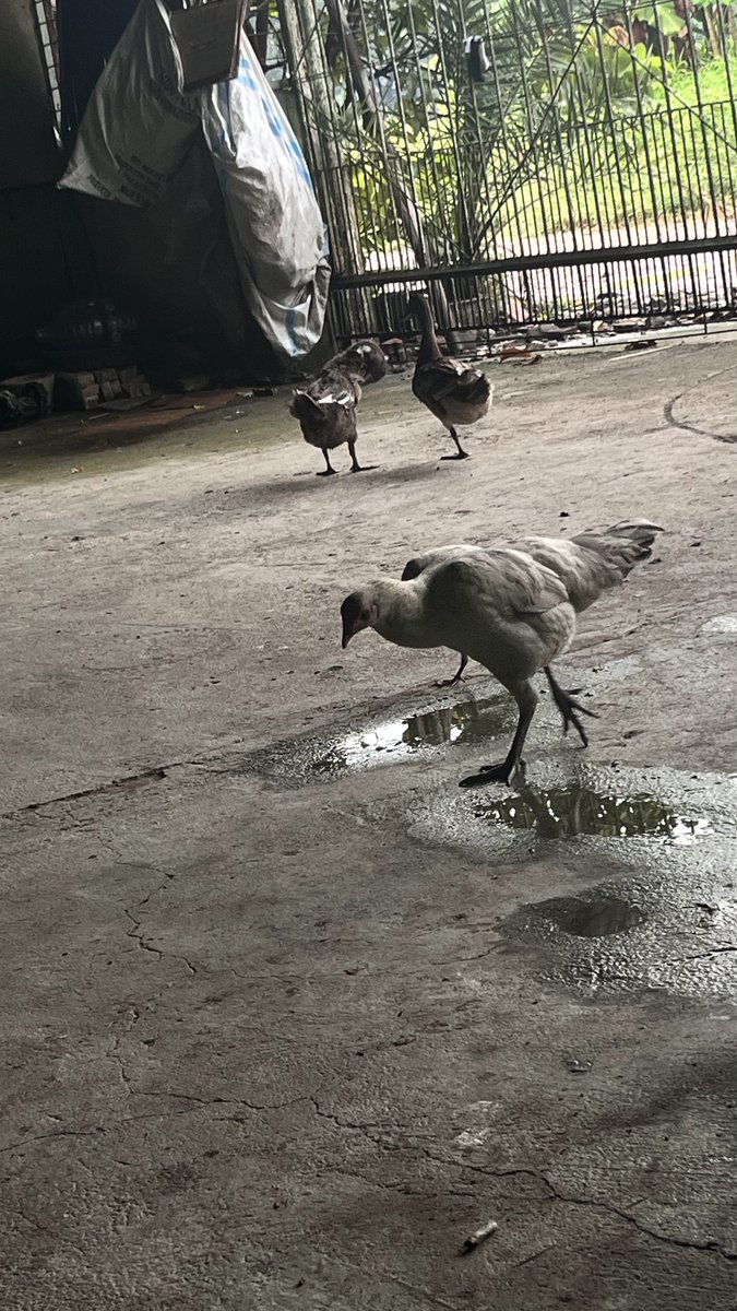buat ngeliwet enak nih, tinggal milih bebek apa ayam