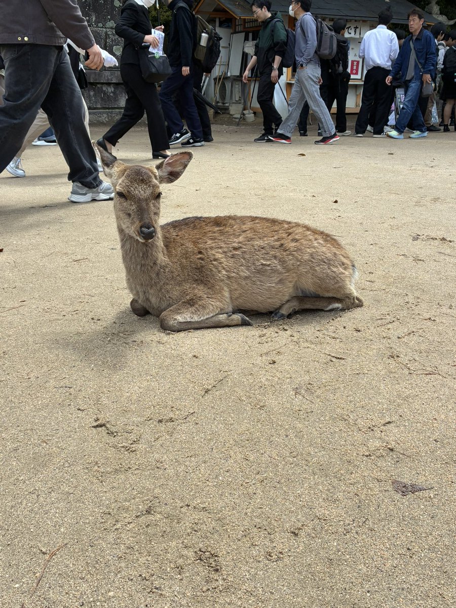 Taoru_ss's tweet photo. 広島に行ってきたー
盛りだくさんじゃった☺️ https://t.co/xuqCRoCYRJ