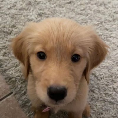 buddywatching's tweet photo. Just Buddy. https://t.co/bK7A6Vv8Ie