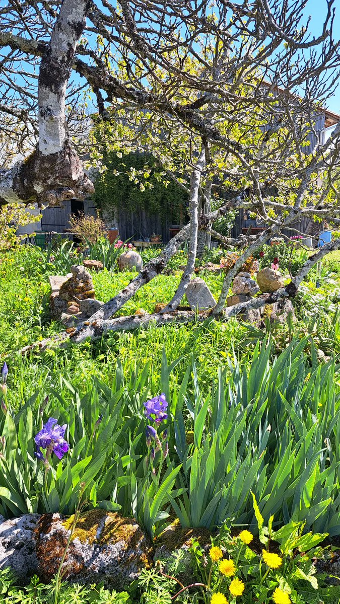 noe_funasugi's tweet photo. Been touching grass lately 💜 https://t.co/9rraXyoDDg