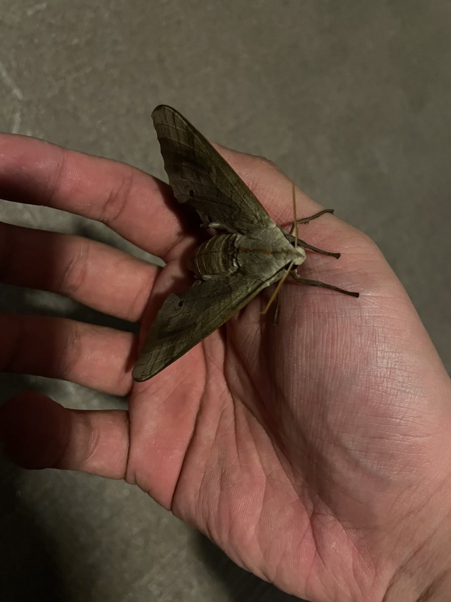 家の前からどいてくれないから手でどかした
あまりにも警戒心無さすぎてすぐ手に登ってきてかわいい