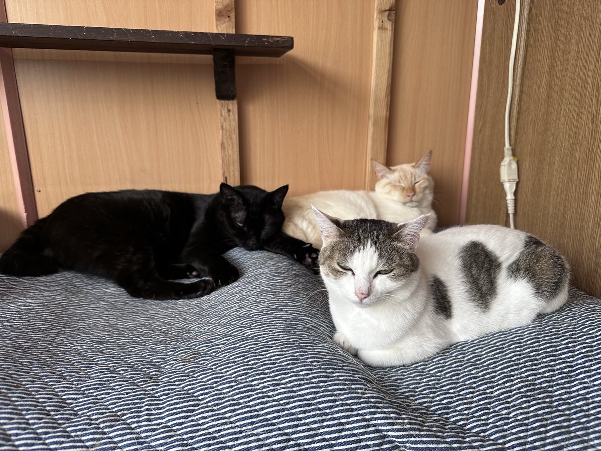 クゥハウス朋猫 tweet media