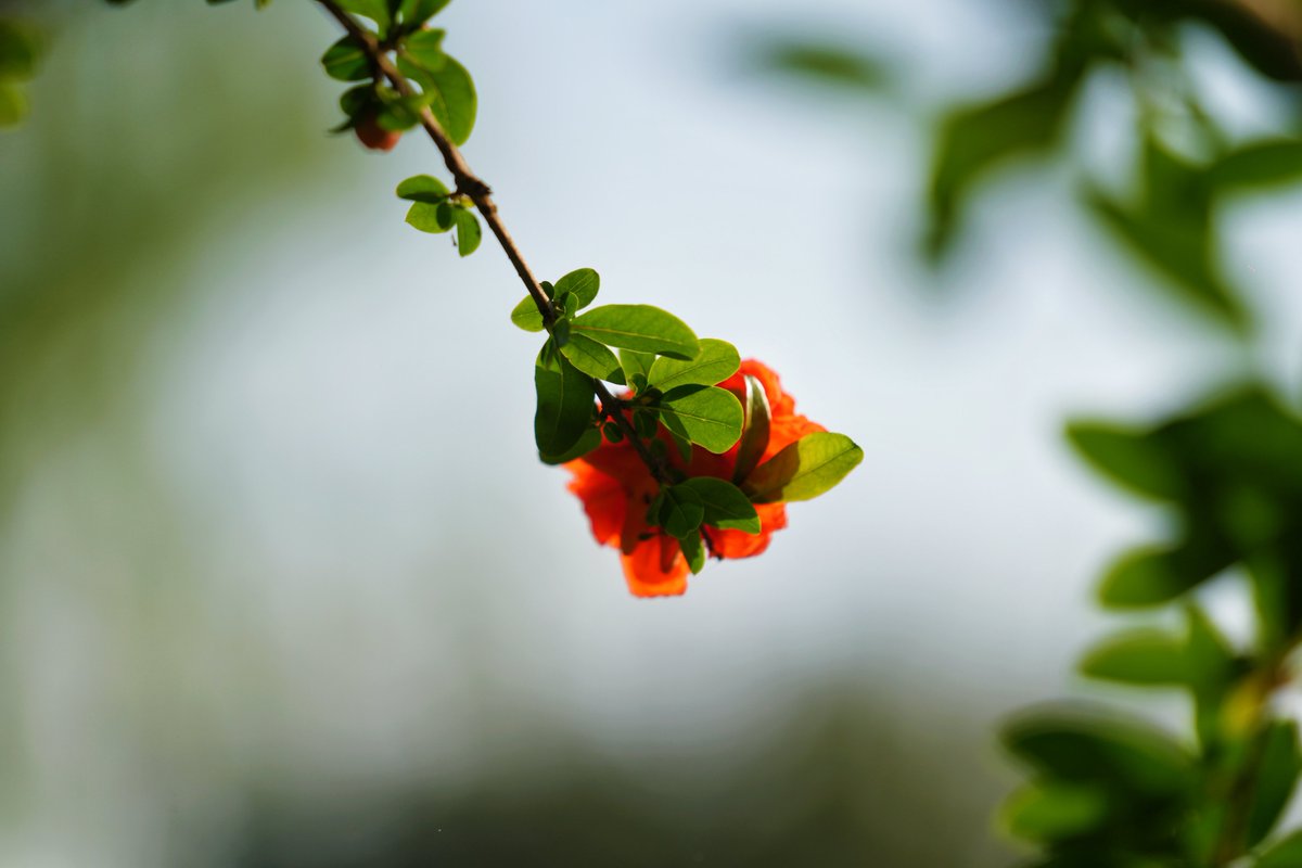 Wangyouyou419's tweet image. Where spring breeze fades, pomegranate flowers first bloom. （2）#Photography #Travel #Flowers