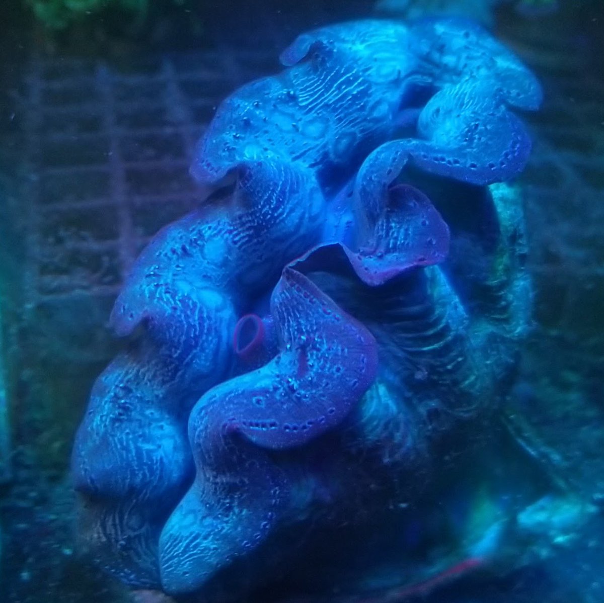 けみがわ観賞魚✨️5/10アクアフェスタ tweet media