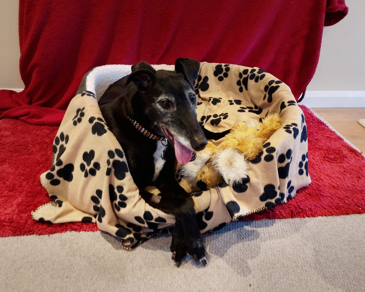 Forever Hounds Trust tweet media