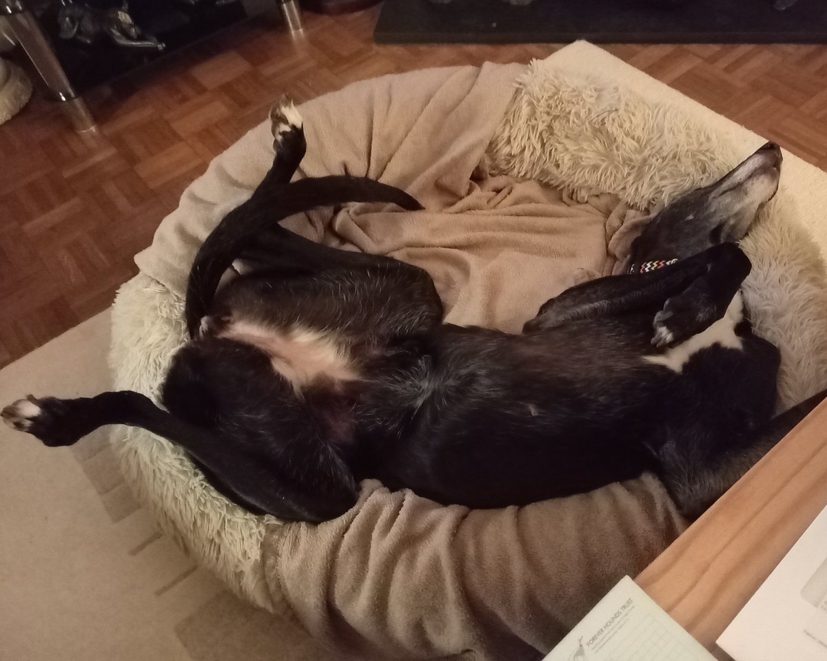 Forever Hounds Trust tweet media