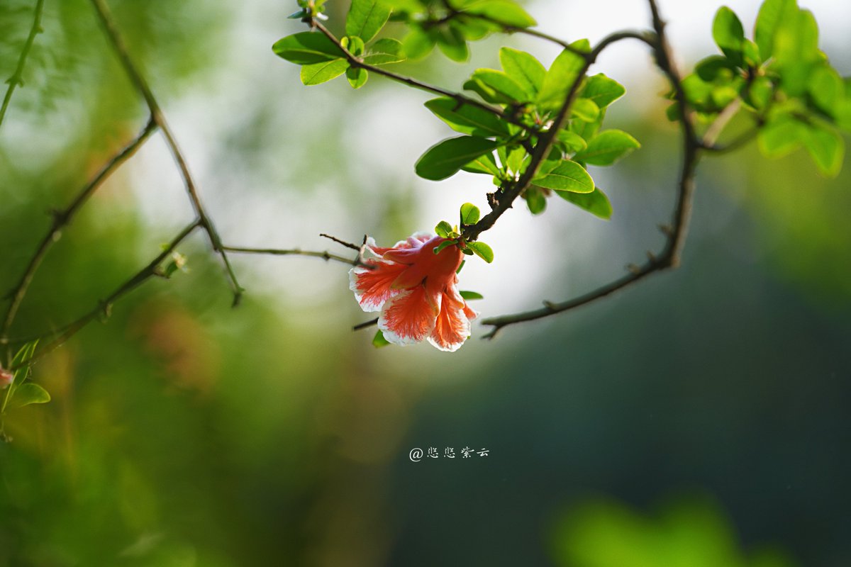 Where spring breeze fades, pomegranate flowers first bloom.（1
