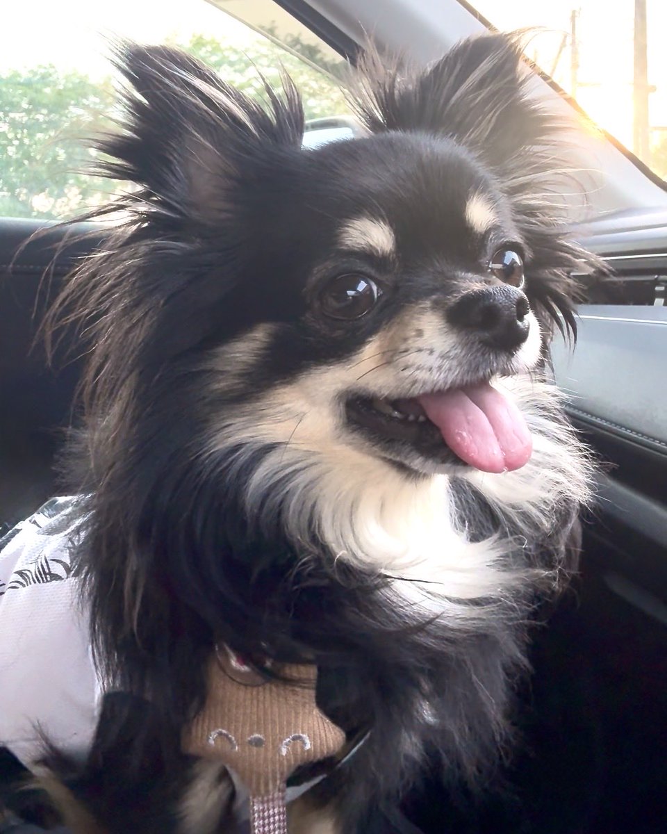 chiwawanwan221's tweet photo. コンビニで父ちゃん待ちのチワワ🐶
 #チワワのいる暮らし  #チワワ https://t.co/QlcKTxcQDr