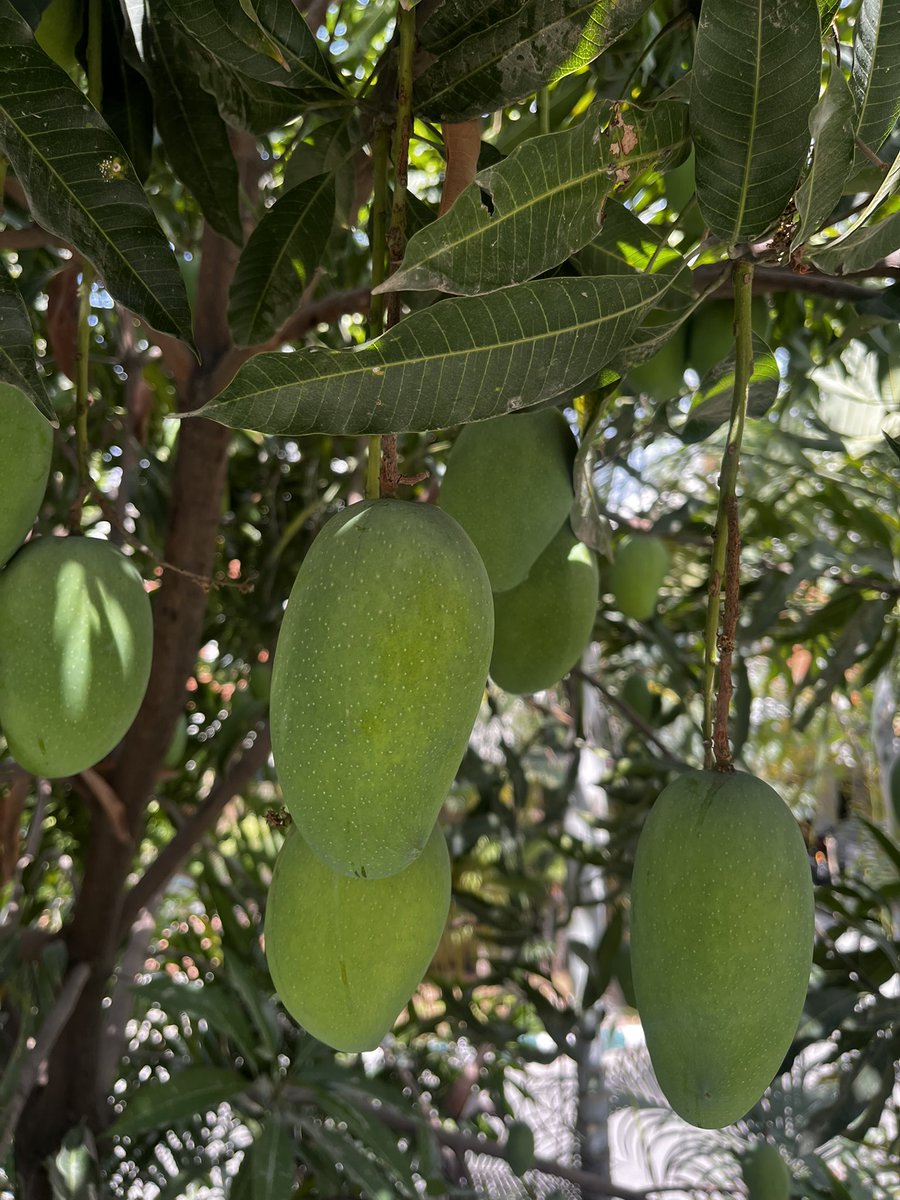 shivanimani84's tweet image. What are you growing ?

#gardening #homegrown