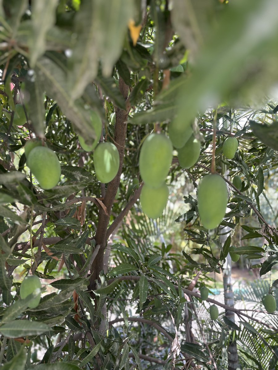 shivanimani84's tweet image. What are you growing ?

#gardening #homegrown