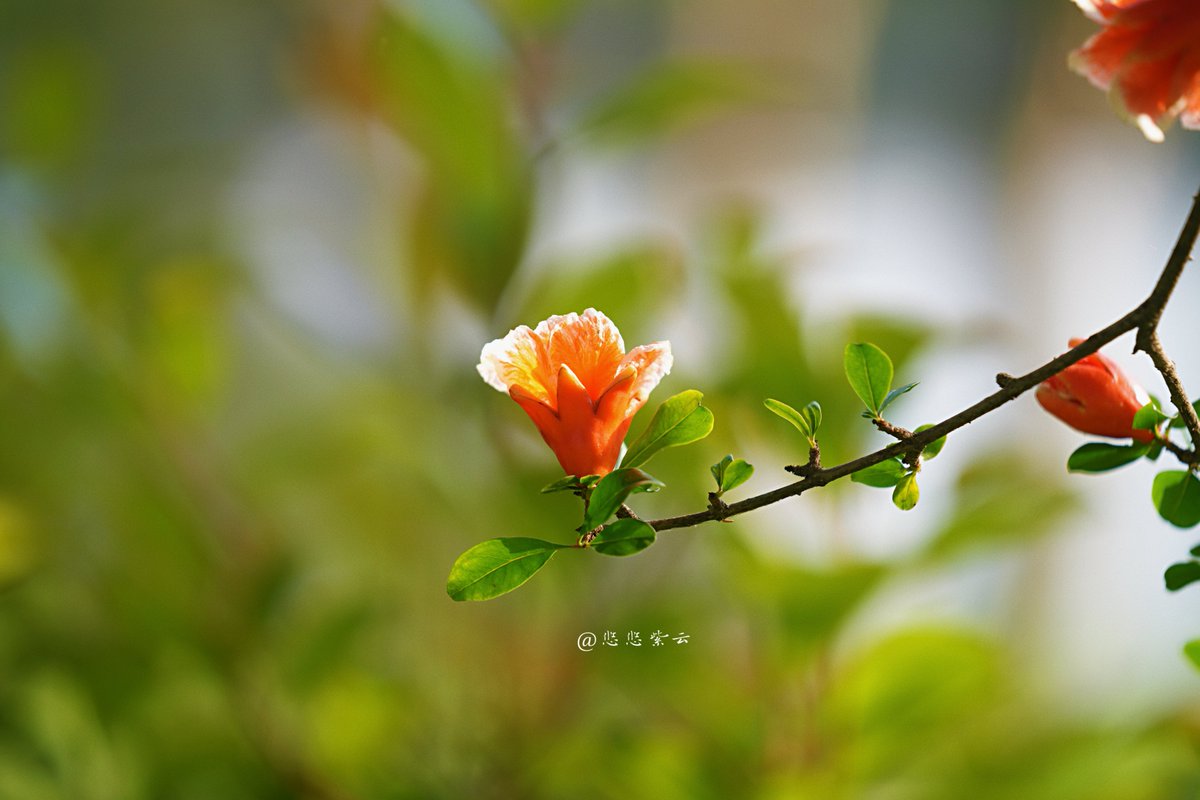 Wangyouyou419's tweet image. Where spring breeze fades, pomegranate flowers first bloom. （2）#Photography #Travel #Flowers