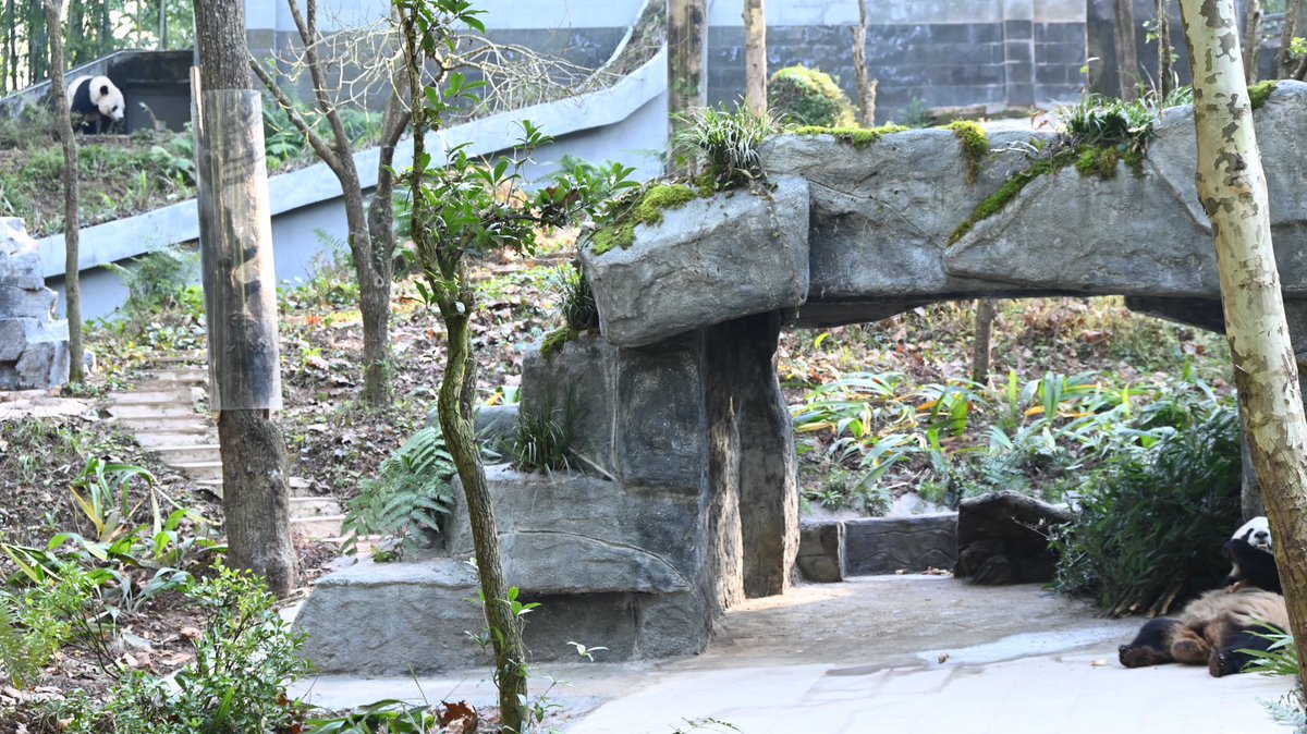 maroafelice's tweet photo. 左上に見えるパンダさんはアメリカ生まれの贝贝(#ベイベイ #BeiBei)で、同じ帰国パンダエリアに住んでいたので時々ここから見えました🐼(現在は2頭とも別の基地へ移動)
#雅安碧峰峡基地 #yaan #bifengxia https://t.co/evC9GRYLsN