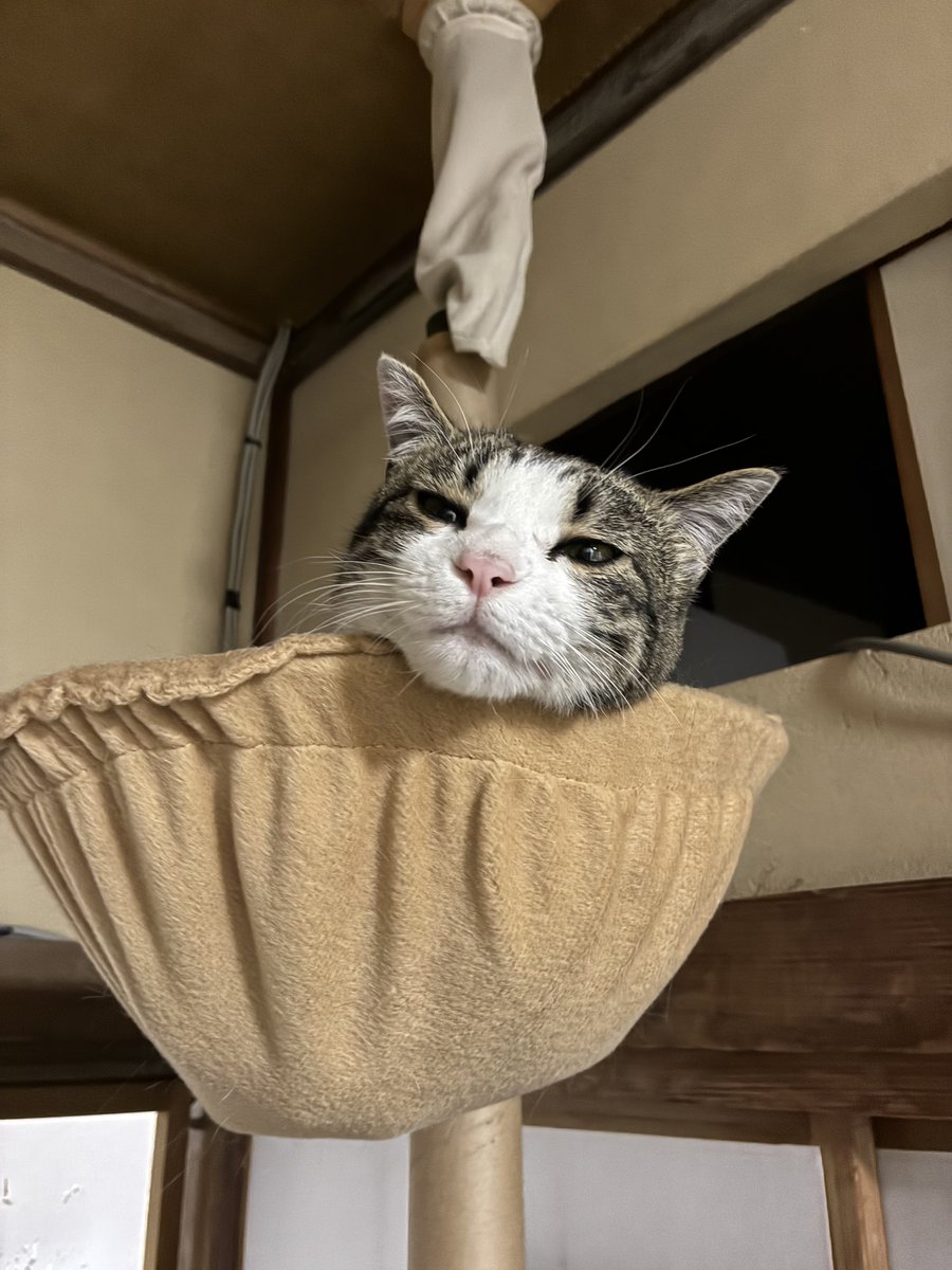 unoken27's tweet photo. いつもと違う川に。いいイワナがが釣れた。猫の毛をむしって巻いた毛ばりで。猫に感謝。 https://t.co/VA0mMCnsMS