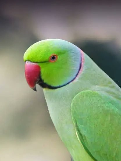 tetuan22s's tweet photo. Just been walking through a park in Walton On Thames. Heard one of these #parakeets.  Very surprising #Lindon #Bird #birdnet https://t.co/bqvYwAC40U