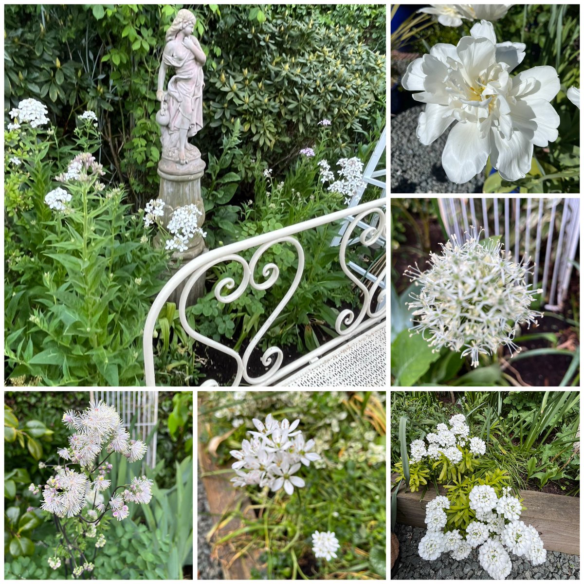 Milhart66Ken's tweet image. Good morning and happy Saturday everyone. It’s a bright and sunny one here currently. Here’s my all white #SixOnSaturday reflecting my White themed border. #gardening #gardeninglife #gardenersworld