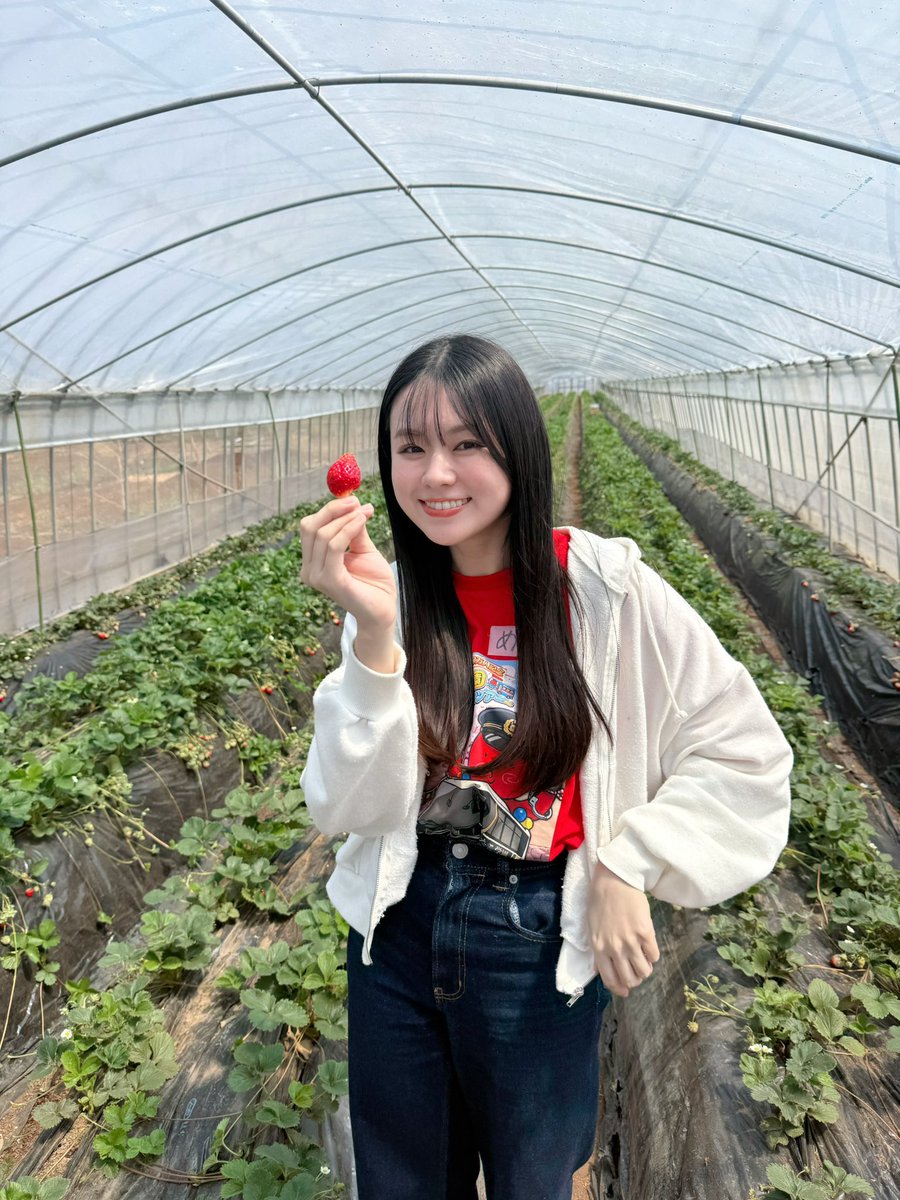 YouTuberたこくんのチャンネル登録者90万人突破企画に、参加させてもらいました✨ <a href="/yuki57hota/">堀田優希【たこくん🐙】</a> 
昨日から動画が公開スタート！(4日まで毎日アップ)

2日目の今日はいちご狩り🍓初めましてのけべくんとペアで狩ってはみたものの…結果はいかに👀
ぜひたこくんのチャンネルで動画見てみてね！