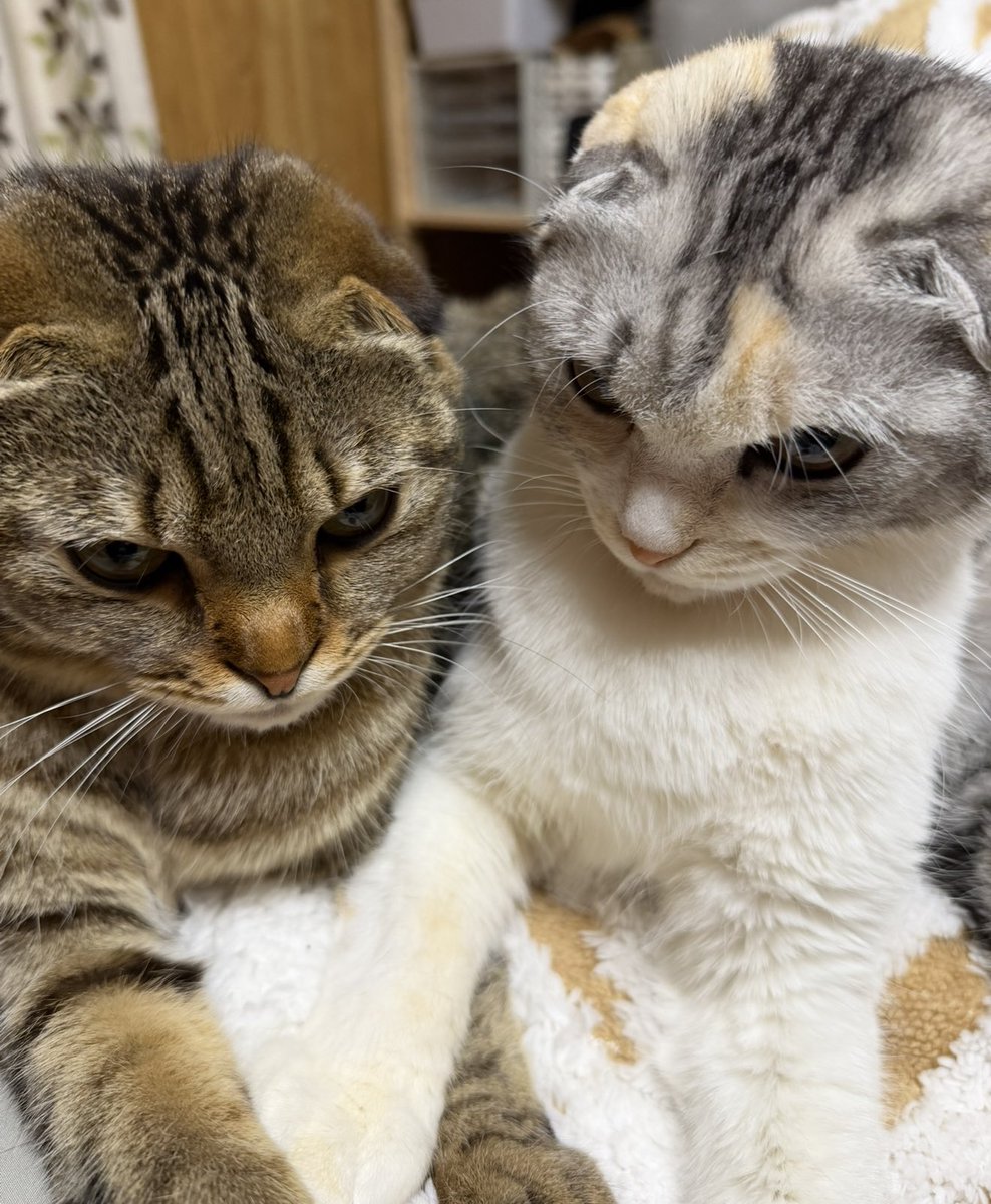 猫部長 tweet media